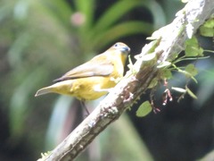 Euphonia chrysopasta