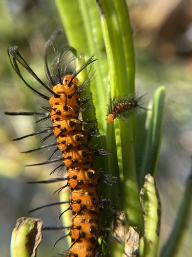 Polka-Dot Wasp Moth