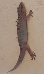 Gekko monarchus