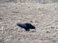 Pyrrhocorax pyrrhocorax