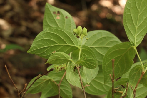 Mostuea muricata