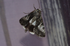 Aedia leucomelas