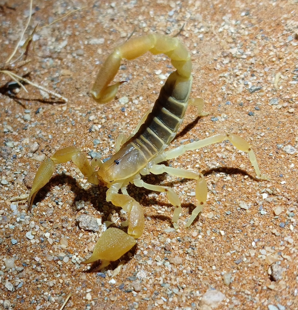 Holmi Opistophthalmus holmi from Hardap Region, Namibia on January 15, 2026 ...