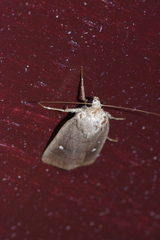 Athetis lineosella