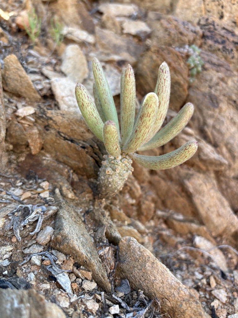 Tylecodon rubrovenosus, Namakwa District Municipality, South Africa