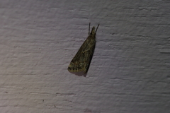 Microchilo inexpectellus