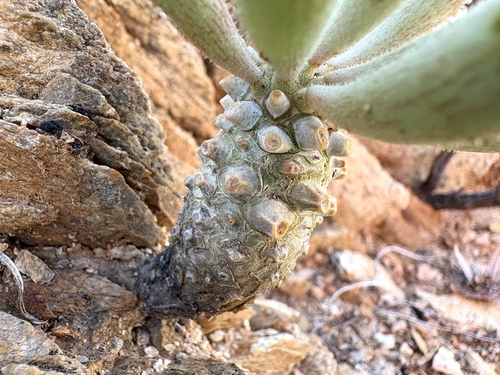 Tylecodon rubrovenosus