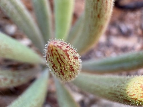 Tylecodon rubrovenosus