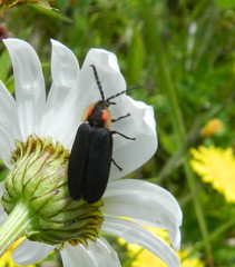 Lucidota atra