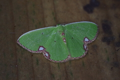 Comibaena procumbaria