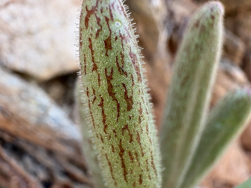 Tylecodon rubrovenosus