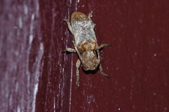 Pterolophia annulata