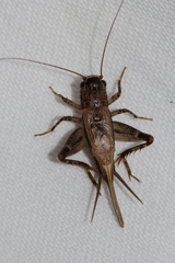 Loxoblemmus equestris