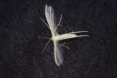 Pterophorus