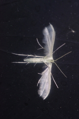 Pterophorus