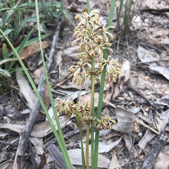 Lomandra multiflora multiflora