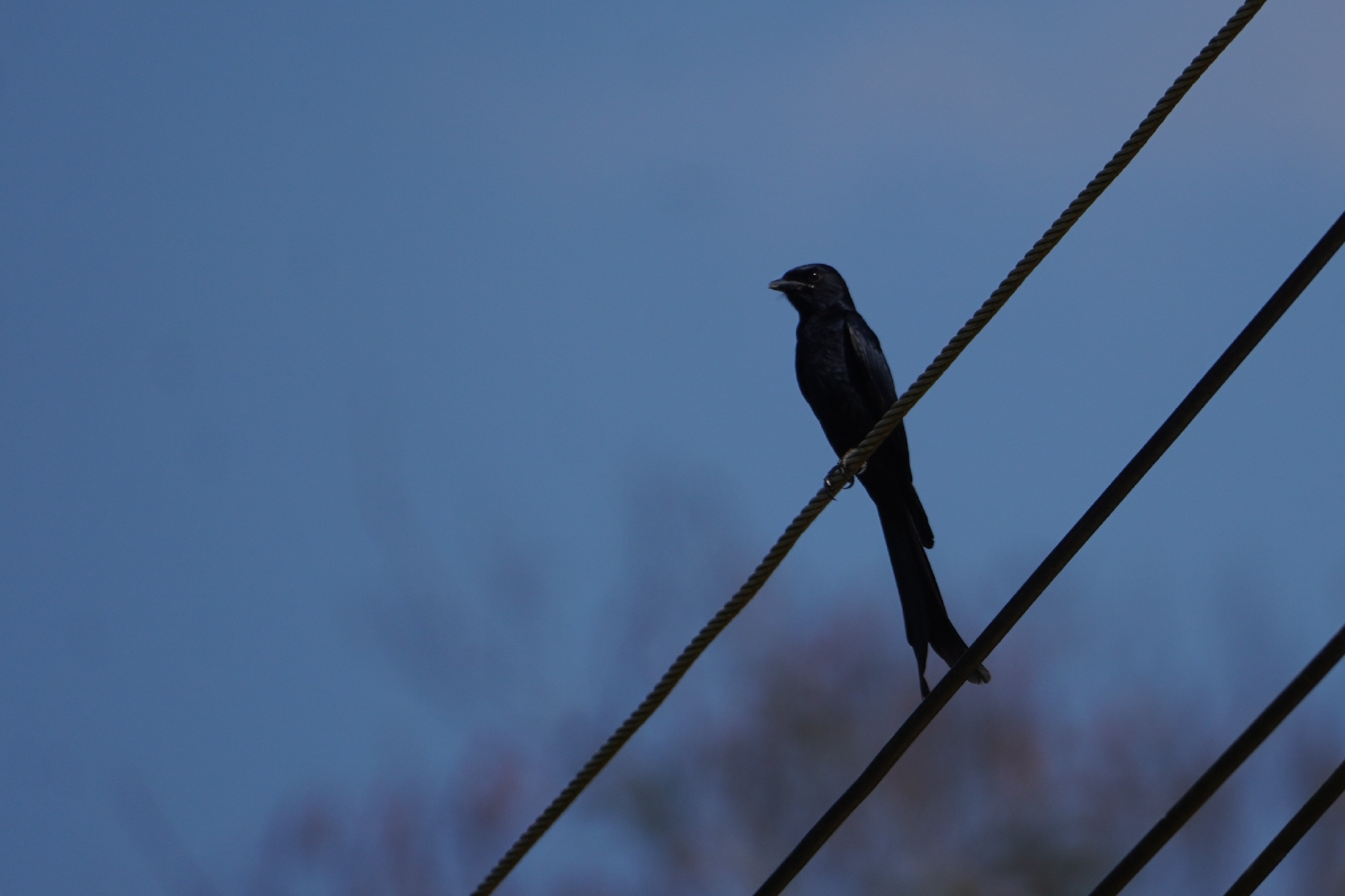 Black Drongo (Dicrurus macrocercus), photo 1
