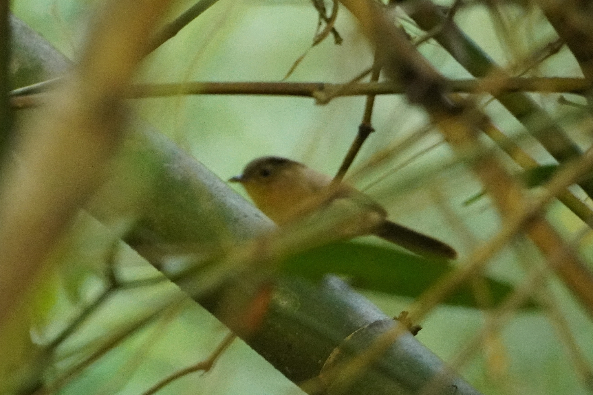 Brown-cheeked Fulvetta (Alcippe poioicephala), photo 1