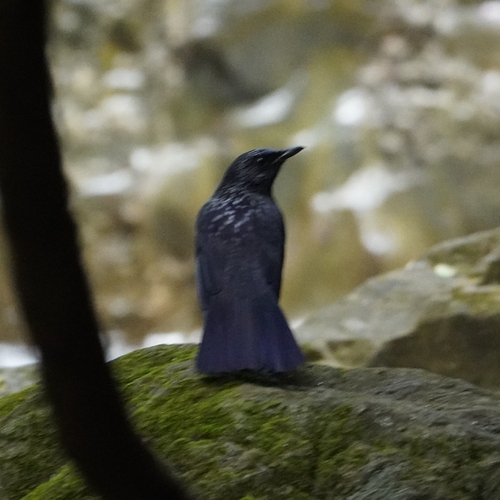 Blue Whistling Thrush (Myophonus caeruleus), photo 5