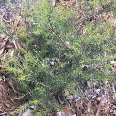 Acacia brownii