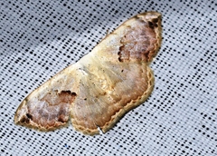 Somatina anthophilata