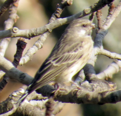 Crithagra atrogularis