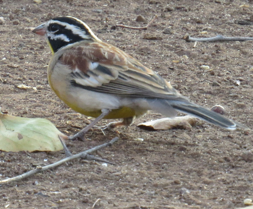 Golden-breasted Bunting
