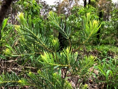 Acacia decora