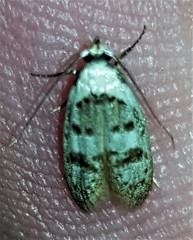 Scatochresis innumera