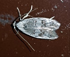 Scatochresis innumera