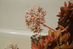 Sedum adolphi