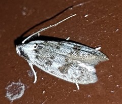 Scatochresis innumera