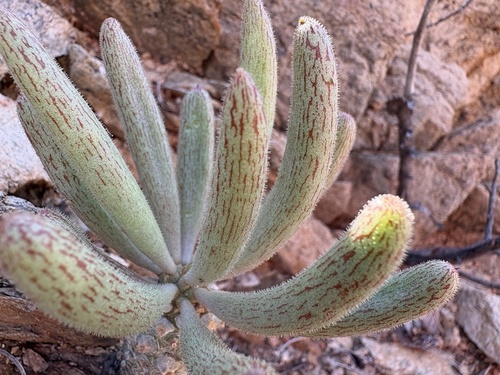 Tylecodon rubrovenosus