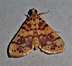Conogethes haemactalis