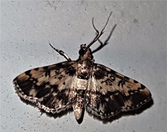 Nacoleia amphicedalis