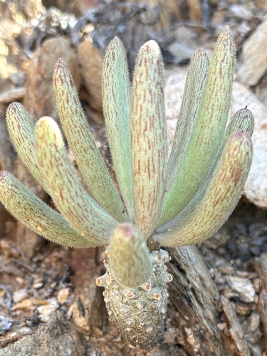 Tylecodon rubrovenosus