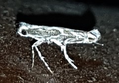 Epicephala trigonophora