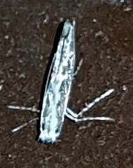 Epicephala trigonophora