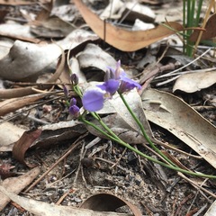 Comesperma defoliatum