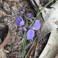 Comesperma defoliatum