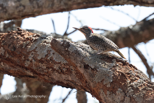 Nubian Woodpecker
