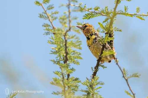 D'Arnaud's Barbet