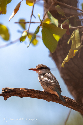 Striped Kingfisher