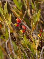 Castilleja talamancensis