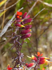 Castilleja talamancensis
