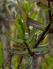 Castilleja talamancensis