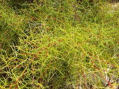 Hakea trifurcata
