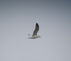 Larus argentatus vegae