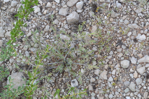 Scorpion Bushviolet