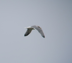 Larus argentatus vegae